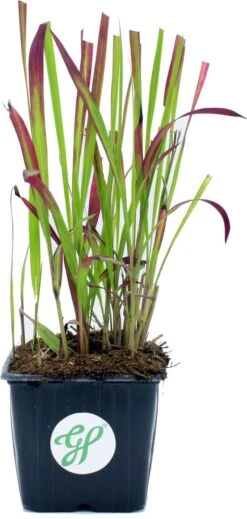 GP 12 X Japans Bloedgras - Siergras - Tuinplanten Winterhard - Vaste Planten - Imperata Red Baron - In 9x9cm Pot Met Hoogte 5-10cm -Tuinverzorgings Winkel 571x1200 1