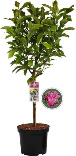 Merkloos Magnolia Susan Op Stam - Totale Hoogte 85 Cm