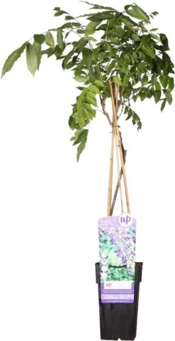 Wisteria Sinensis Prolific – Blauwe Regen – Klimplant – Onderhoudsvriendelijk - ⌀15 Cm - 60-70 Cm -Tuinverzorgings Winkel 616x1200