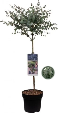 Merkloos Eucalyptus Op Stam - Eucalyptus Gunnii (Cidergomboom) - Totale Hoogte 85cm
