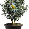 Tropictrees - Olijfboom - Olea Europea - Olijfstruik - Winterhard - Pot ⌀ 20cm - Hoogte 70-80cm -Tuinverzorgings Winkel 653x1200