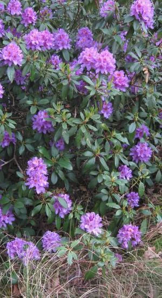 Rhododendron 'Gristede' 20-30 cm in pot Rhododendron 'Gristede' 20-30 Cm In Pot -Tuinverzorgings Winkel