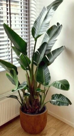 Strelitzia Augusta 180 Cm Hoog ...de Populairste Plant Van Dit Moment. Gratis Persoonlijke Bezorging Om Beschadiging Te Voorkomen En Met Verzorgingsinstructies. Bezorging 4 Strelitzia Augusta 180 Cm Hoog ...de Populairste Plant Van Dit Moment. Gratis Persoonlijke Bezorging Om Beschadiging Te Voorkomen En Met Verzorgingsinstructies. Bezorging -Tuinverzorgings Winkel 655x1200 1