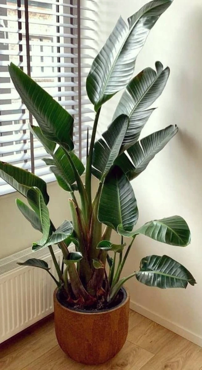 Strelitzia Augusta 180 cm hoog ...de populairste plant van dit moment. Gratis persoonlijke bezorging om beschadiging te voorkomen en met verzorgingsinstructies. bezorging Strelitzia Augusta 180 Cm Hoog ...de Populairste Plant Van Dit Moment. Gratis Persoonlijke Bezorging Om Beschadiging Te Voorkomen En Met Verzorgingsinstructies. Bezorging -Tuinverzorgings Winkel 655x1200 1