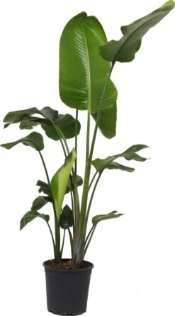 Strelitzia Nicolai - 180cm -Tuinverzorgings Winkel 664x1200 3