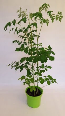 Moringa Oleifera Zaden - Zelf Moringa Oleifera Kweken - Moringa's Finest -Tuinverzorgings Winkel 674x1200 2