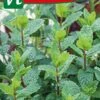 Groene Munt Mentha Spicata - Frisse Muntsmaak.