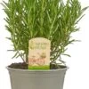 Mix Van 6 Italiaanse Kruidenplanten / The Herbs Family -Tuinverzorgings Winkel 693x1200 2