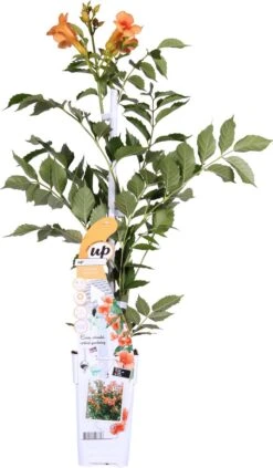 Campsis 'Indian Summer' - ↨65cm - Ø15 -Tuinverzorgings Winkel 700x1200 2