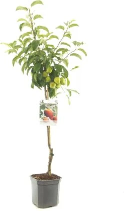 Appelboom - Malus Domestica Elstar - Najaarsappel - 150 Cm 3 Appelboom - Malus Domestica Elstar - Najaarsappel - 150 Cm -Tuinverzorgings Winkel 705x1200 3