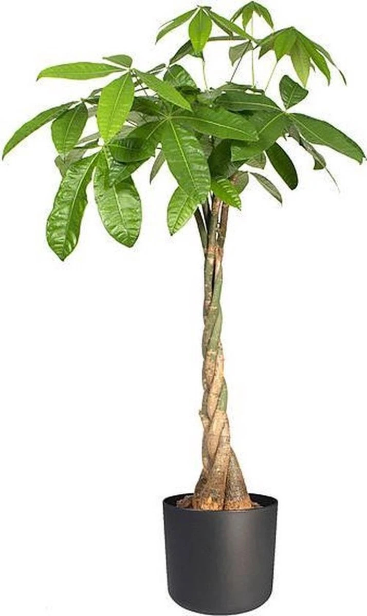 Elho B.for Soft Rond 25 - Bloempot voor binnen - Ø 24.7 x H 23.3 cm - Antraciet Elho B.for Soft Rond 25 - Bloempot Voor Binnen - Ø 24.7 X H 23.3 Cm - Antraciet -Tuinverzorgings Winkel 714x1200 2