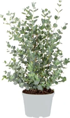 Eucalyptus Gunnii - Gomboom - Heester - Groenblijvend - ⌀17 Cm - 40-50 Cm 14 Eucalyptus Gunnii - Gomboom - Heester - Groenblijvend - ⌀17 Cm - 40-50 Cm -Tuinverzorgings Winkel 716x1200 5
