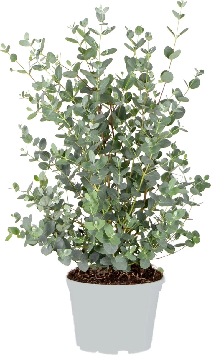 Eucalyptus gunnii - Gomboom - Heester - Groenblijvend - ⌀17 cm - 40-50 cm Eucalyptus Gunnii - Gomboom - Heester - Groenblijvend - ⌀17 Cm - 40-50 Cm -Tuinverzorgings Winkel 716x1200 5