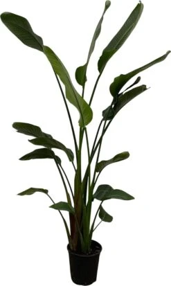 Strelitzia Nicolai - 180cm -Tuinverzorgings Winkel 718x1200 3
