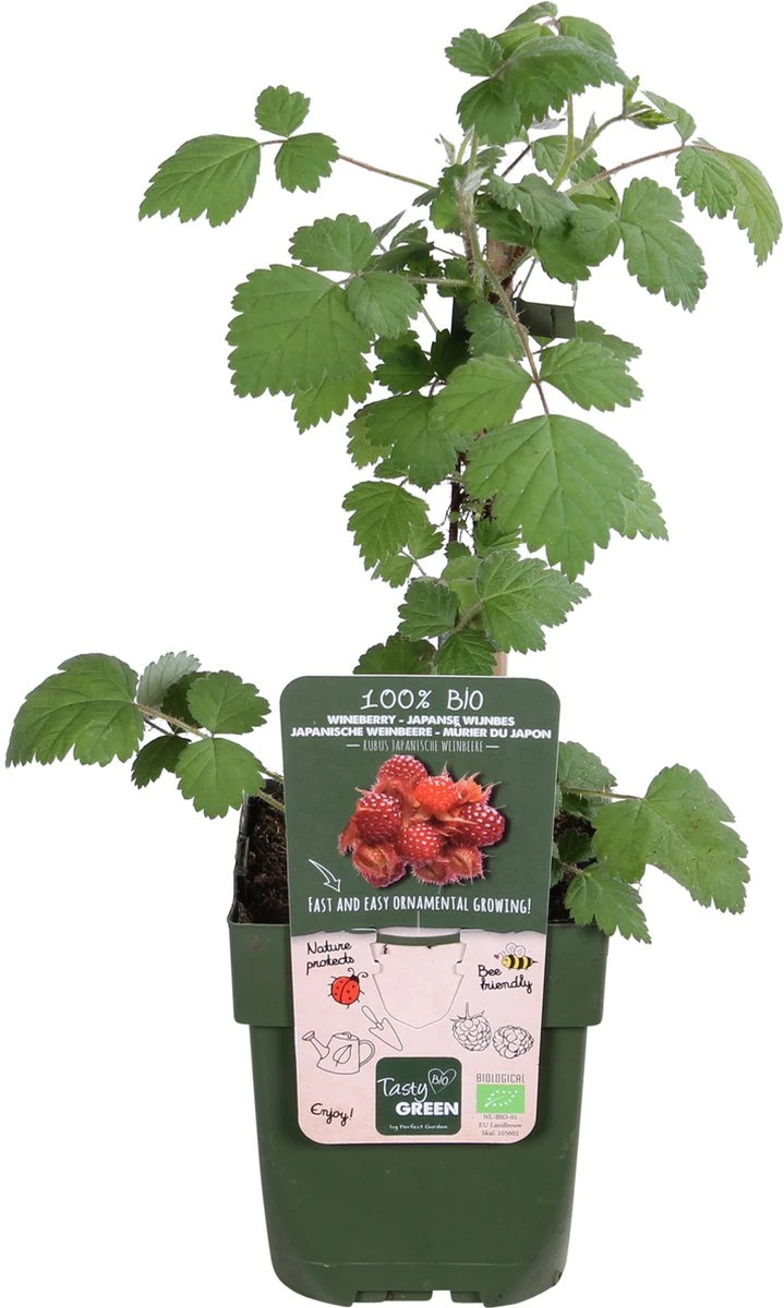 Rubus phoenicolasius - Japanse wijnbes - BIO fruitplant Merkloos Rubus Phoenicolasius - Japanse Wijnbes - BIO Fruitplant -Tuinverzorgings Winkel 719x1200 3
