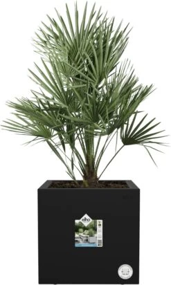 Elho Vivo Next Vierkant 30 - Plantenbak Voor Binnen & Buiten - Ø 29.5 X H 29.5 Cm - Zwart/Living Black 12 Elho Vivo Next Vierkant 30 - Plantenbak Voor Binnen & Buiten - Ø 29.5 X H 29.5 Cm - Zwart/Living Black -Tuinverzorgings Winkel 720x1200 2