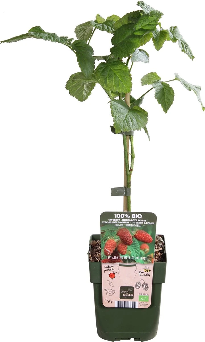 Rubus 'Tayberry' - taybes - BIO fruitplant Merkloos Rubus 'Tayberry' - Taybes - BIO Fruitplant -Tuinverzorgings Winkel 721x1200 8
