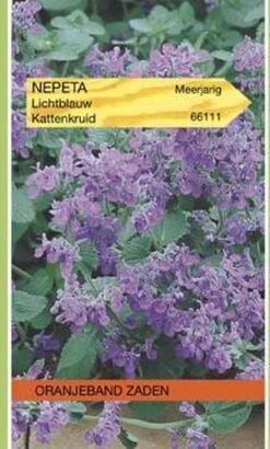 Oranjebandzaden - Nepeta, Kattenkruid