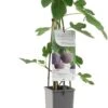 Merkloos Vijgenplant - Brown Turkey - Kleinfruit - Fruitstruik - Vijg -Tuinverzorgings Winkel 724x1200
