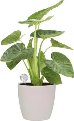 Elho Aqua Care 9 - Accessoires Voor Binnenaccessoires - Ø 17.3 X H 32.0 Cm - Transparant/Transparant -Tuinverzorgings Winkel 737x1200 2