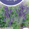 Hortitops - Echte Lavendel - Lavandula Officinalis