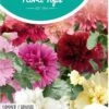 Hortitops Zaden - Althaea Rosea Summer Carnival - Stokroos -Tuinverzorgings Winkel 761x1200 3