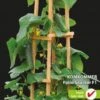 Sluis Garden Komkommer Patio Snacker F1 2 Sluis Garden Komkommer Patio Snacker F1 -Tuinverzorgings Winkel 778x1200 1