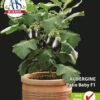 Sluis Garden - Aubergine/ Potaubergine Patio Baby F1 1 Sluis Garden - Aubergine/ Potaubergine Patio Baby F1 -Tuinverzorgings Winkel 778x1200 3