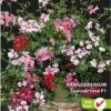 Sluis Garden - Hanggeranium Summertime F1 (Pelargonium) -Tuinverzorgings Winkel 781x1200 2
