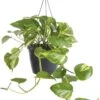 WL Plants - Epipremnum Aureum - Drankenklimop - Hangplant - Hangplanten Voor Binnen - Kamerplanten - Ook Geschikt Als Klimplant - Gemakkelijk Te Verzorgen - ± 30cm Hoog - 17cm Diameter - In Kweekpot -Tuinverzorgings Winkel 794x1200 4
