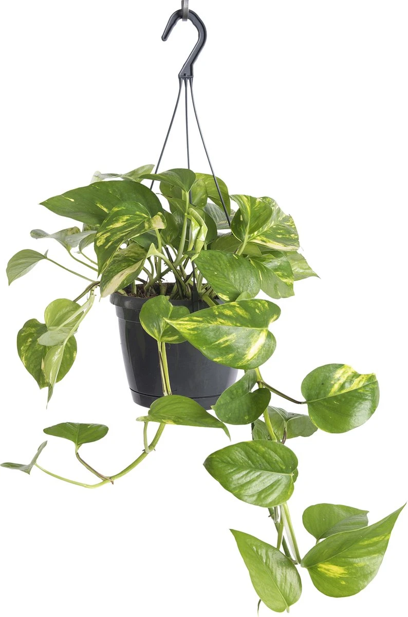 WL Plants - Epipremnum Aureum - Drankenklimop - Hangplant - Hangplanten Voor Binnen - Kamerplanten - Ook Geschikt Als Klimplant - Gemakkelijk te verzorgen - ± 30cm hoog - 17cm diameter - In Kweekpot WL Plants - Epipremnum Aureum - Drankenklimop - Hangplant - Hangplanten Voor Binnen - Kamerplanten - Ook Geschikt Als Klimplant - Gemakkelijk Te Verzorgen - ± 30cm Hoog - 17cm Diameter - In Kweekpot -Tuinverzorgings Winkel 794x1200 4