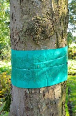 ECOstyle Lijmband Beschermt Tegen Schadelijke Insecten - Werkt Tegen Mieren, Wintervlinder, Bladluis En Meer - Weerbestendig - 2,5 M Lijmband & 6 M Touw -Tuinverzorgings Winkel 795x1200 4