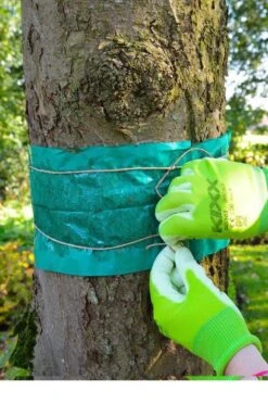ECOstyle Lijmband Beschermt Tegen Schadelijke Insecten - Werkt Tegen Mieren, Wintervlinder, Bladluis En Meer - Weerbestendig - 2,5 M Lijmband & 6 M Touw -Tuinverzorgings Winkel 795x1200 5