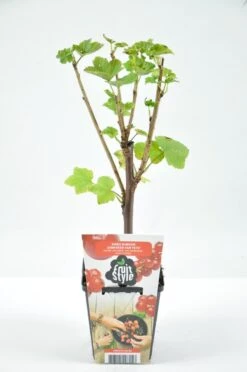 Mini Fruitplanten Mix - Set Van 6 Verschillende Soorten Fruit - Hoogte 30-40 Cm -Tuinverzorgings Winkel 796x1200 12