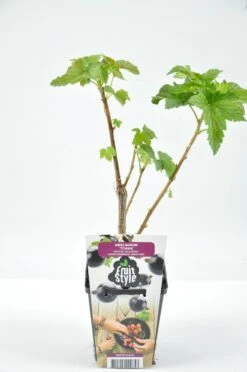 Mini Fruitplanten Mix - Set Van 6 Verschillende Soorten Fruit - Hoogte 30-40 Cm -Tuinverzorgings Winkel 796x1200 13