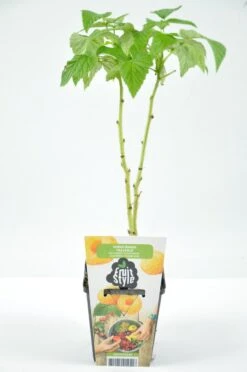 Mini Fruitplanten Mix - Set Van 6 Verschillende Soorten Fruit - Hoogte 30-40 Cm -Tuinverzorgings Winkel 796x1200 14