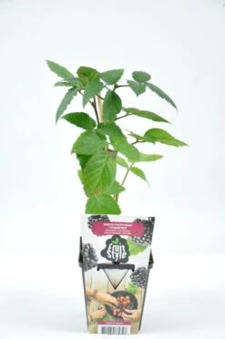 Mini Fruitplanten Mix - Set Van 6 Verschillende Soorten Fruit - Hoogte 30-40 Cm -Tuinverzorgings Winkel 796x1200 15