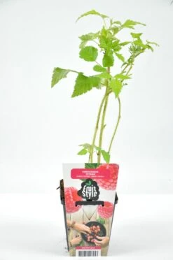 Mini Fruitplanten Mix - Set Van 6 Verschillende Soorten Fruit - Hoogte 30-40 Cm -Tuinverzorgings Winkel 796x1200 16