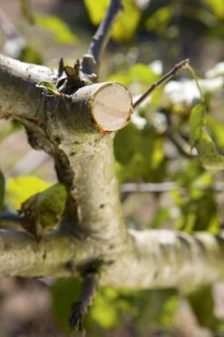 GARDENA - Comfort - Hefboomsnoeischaar Smartcut - Snoeischaar - Takdikte Max. 22 Mm -Tuinverzorgings Winkel 799x1200 1