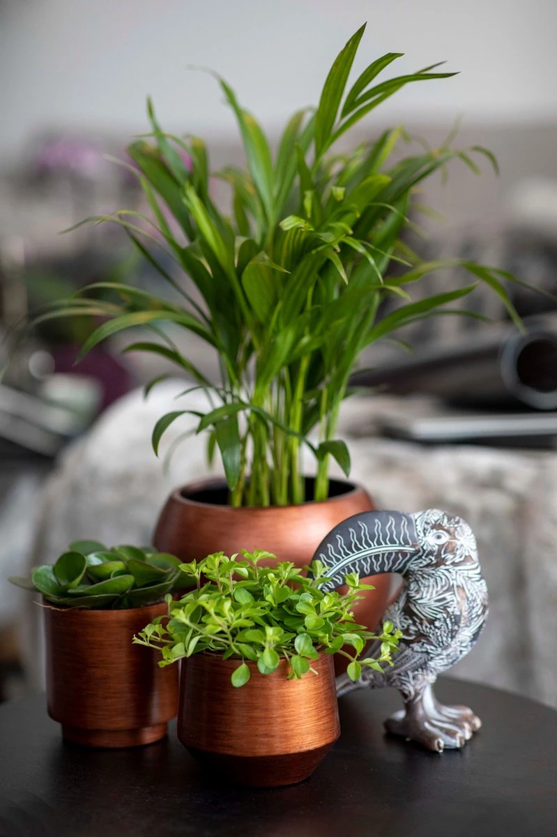 Capi Europe - Bloempot bol Retro - 23x21 - Koper - Bloempot voor binnen - BRTC134 Capi Europe - Bloempot Bol Retro - 23x21 - Koper - Bloempot Voor Binnen - BRTC134 -Tuinverzorgings Winkel 799x1200 113