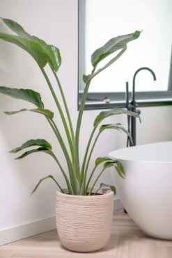 Capi Europe - Bloempot Bol Waste Rib NL - 43x41 - Terrazzo Beige - Voor Binnen En Buiten - KTBR933 3 Capi Europe - Bloempot Bol Waste Rib NL - 43x41 - Terrazzo Beige - Voor Binnen En Buiten - KTBR933 -Tuinverzorgings Winkel 799x1200 115