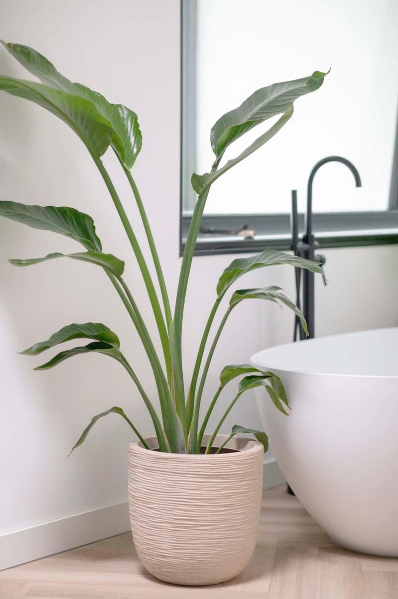 Capi Europe - Bloempot bol Waste Rib NL - 35x34 - Terrazzo Beige - Voor binnen en buiten - KTBR932 Capi Europe - Bloempot Bol Waste Rib NL - 35x34 - Terrazzo Beige - Voor Binnen En Buiten - KTBR932 -Tuinverzorgings Winkel 799x1200 118