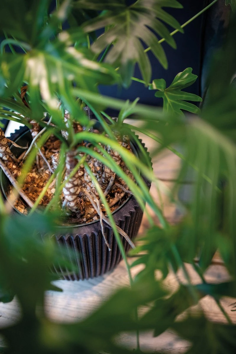 Capi Europe - Bloempot bol Groove NL - 35x34 - Goud - Voor binnen en buiten - KGVGB932 Capi Europe - Bloempot Bol Groove NL - 35x34 - Goud - Voor Binnen En Buiten - KGVGB932 -Tuinverzorgings Winkel 799x1200 123