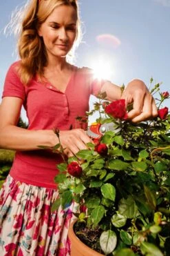 WOLF-Garten Snoeischaar "Premium Plus" RR 4000 - Max. Knipdiameter 22 Mm - Links- En Rechtshandige - Softinleg Handgreep - Snijhoek 30° - Voor Grote Handen - Vervangbare Messen -Tuinverzorgings Winkel 799x1200 38