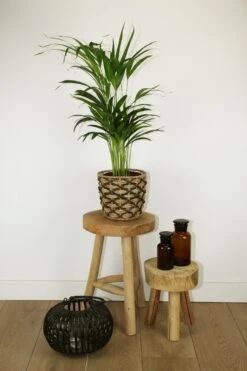 Areca In Siermand Guusje Naturel – Luchtzuiverende Kamerplant – Eenvoudig Te Onderhouden Goudpalm - ↕55-70cm - Ø18 – Geleverd Met Plantenpot – Vers Uit De Kwekerij 8 Areca In Siermand Guusje Naturel – Luchtzuiverende Kamerplant – Eenvoudig Te Onderhouden Goudpalm - ↕55-70cm - Ø18 – Geleverd Met Plantenpot – Vers Uit De Kwekerij -Tuinverzorgings Winkel 799x1200 77