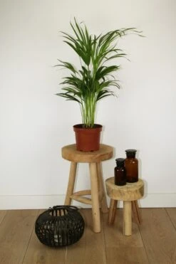 Areca – Luchtzuiverende Kamerplant – Eenvoudig Te Onderhouden Goudpalm - ↕55-70cm - Ø17 – In Kwekerspot – Vers Uit De Kwekerij -Tuinverzorgings Winkel 799x1200 78