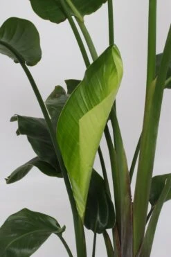 Strelitzia Nicolai - 180cm -Tuinverzorgings Winkel 799x1200 79