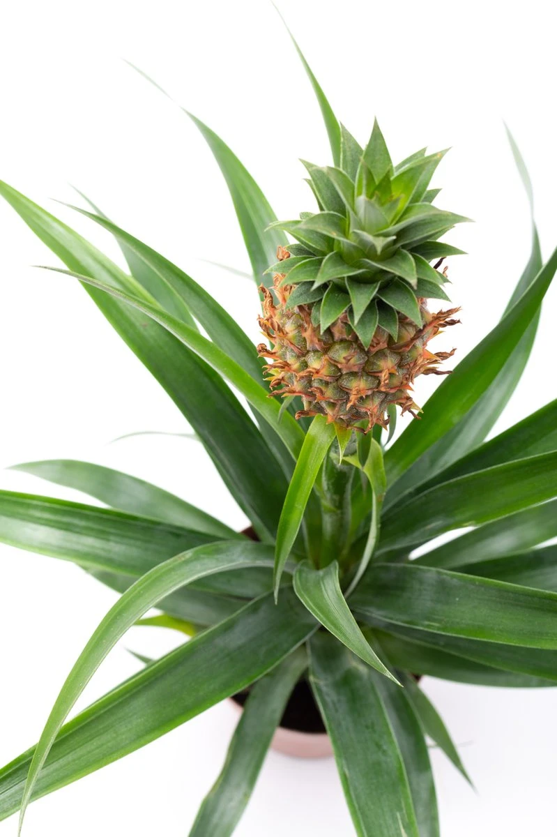 WL Plants - Ananasplant - Ananas Comosus - Kamerplanten - Bromelia - Anti Snurk - Zeer Luchtzuiverend - Gemakkelijk Te Verzorgen - ± 45cm hoog – 12 cm diameter - In Kweekpot WL Plants - Ananasplant - Ananas Comosus - Kamerplanten - Bromelia - Anti Snurk - Zeer Luchtzuiverend - Gemakkelijk Te Verzorgen - ± 45cm Hoog – 12 Cm Diameter - In Kweekpot -Tuinverzorgings Winkel 799x1200 80