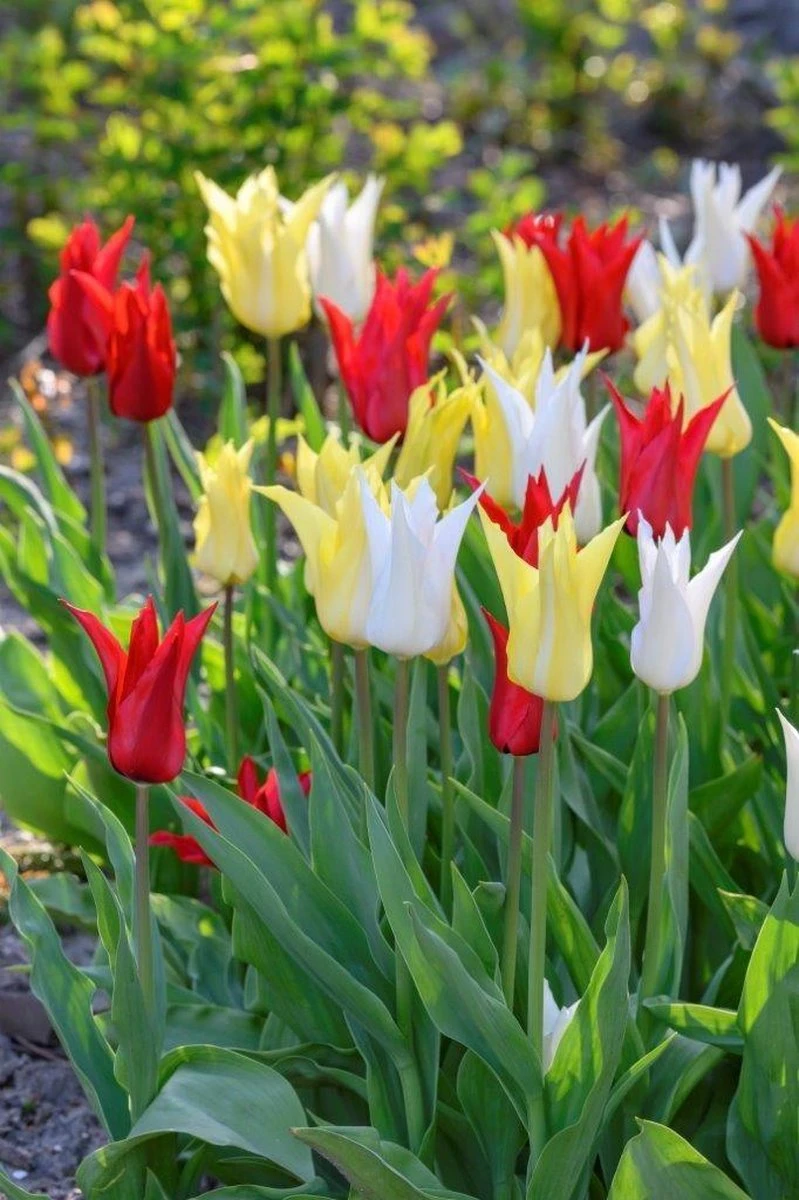 25 Tulpenbollen Chic Mix - Bloembollen mix - Tulpen mix - Bollen - Bulbs - Tulip - Flowerbulbs - Flowers - Tuin tulpen - Bloemen 25 Tulpenbollen Chic Mix - Bloembollen Mix - Tulpen Mix - Bollen - Bulbs - Tulip - Flowerbulbs - Flowers - Tuin Tulpen - Bloemen -Tuinverzorgings Winkel 799x1200 86