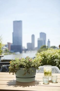 Elho Greenville Schaal 33 - Bloempot Voor Buiten - Ø 32.5 X H 19.4 Cm - Groen/Blad Groen -Tuinverzorgings Winkel 800x1200 133